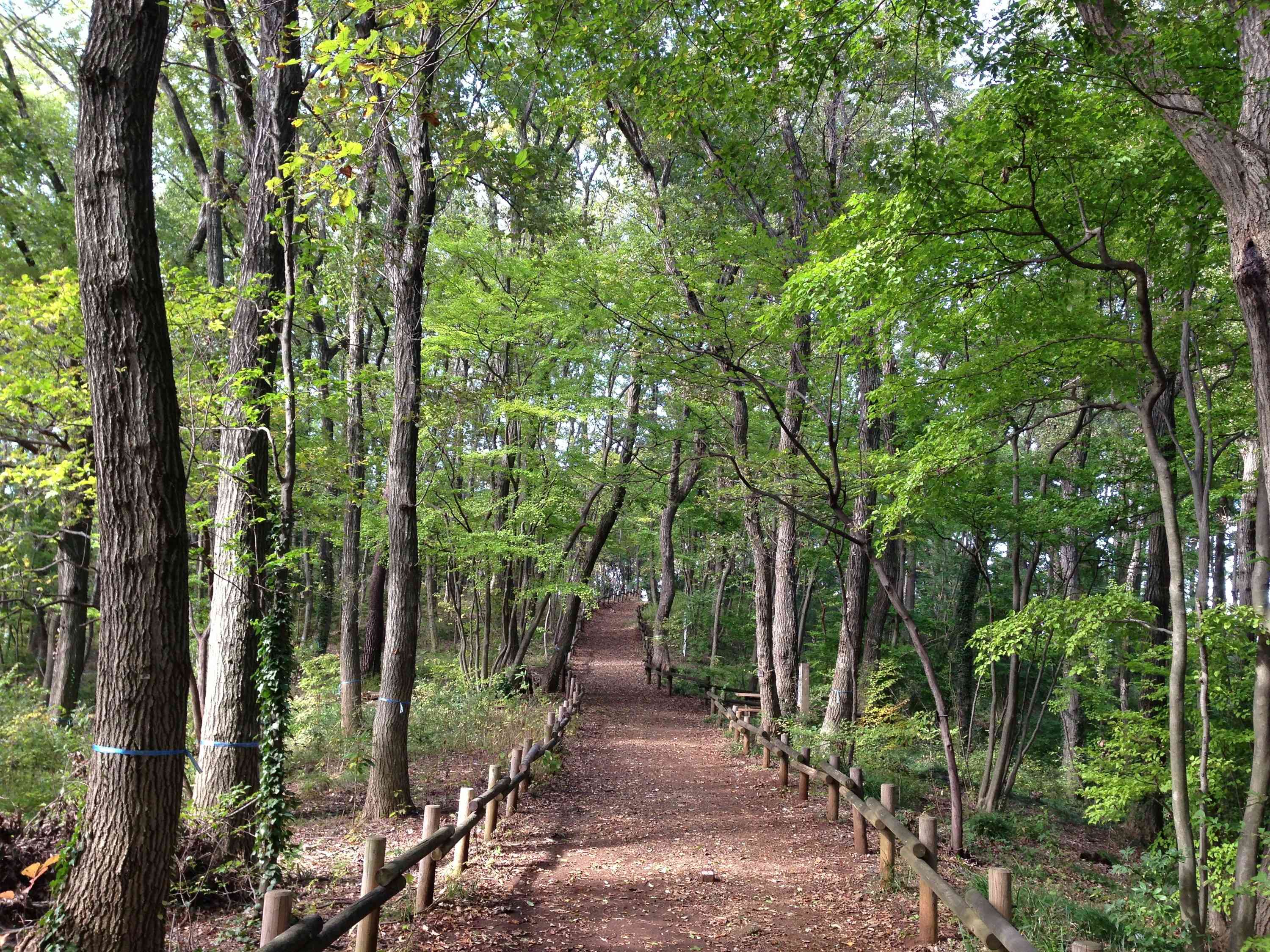 🌳 토토로의 숲 1호지 (토토로노모리 이치고우치) 이미지 7
